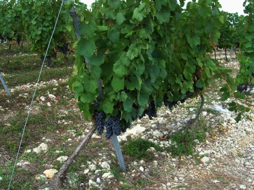 Vines of the Cahors region  Cold Spring Press 2005