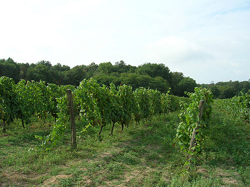Cour-Cheverny vineyards at Domaine de la Plante d'Or.  Copyright 2005-2007 Cold Spring Press.  All rights reserved.