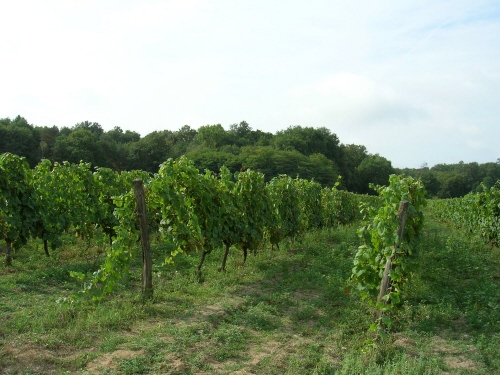 Vineyards of Domaine de la Plante d'Or © Cold Spring Press 2005