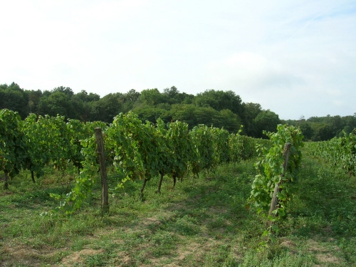 Vineyards of Domaine de la Plante d'Or  Cold Spring Press 2005