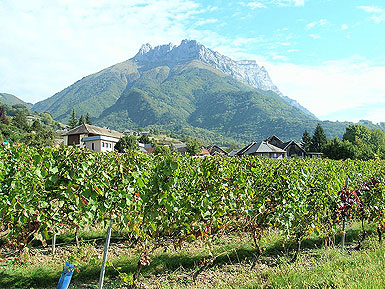 Vineyard near Chteau des Allues - Copyright Cold Spring Press 2007-2008 All rights reserved.