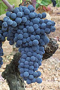 Mourvdre Grapes: Photo   Pascal Prier, maisondesvins-bandol.com