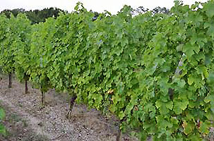 Chteau Bauduc's vines before the storm.  Copyright Gavin Quinney.  All rights reserved.
