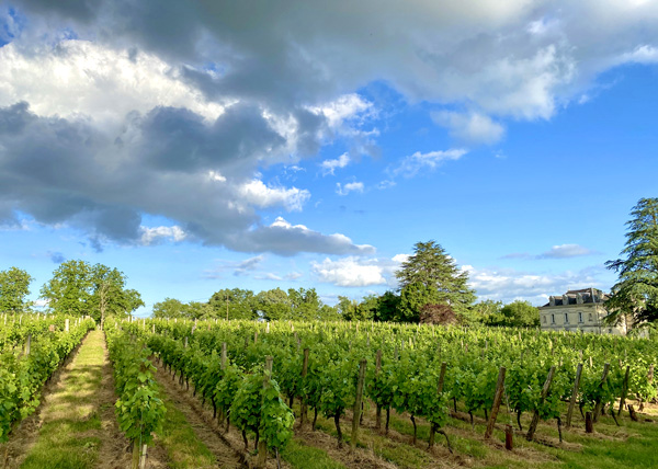 Vineyard at Château Bauduc.  Copyright Gavin Quinney.  All rights reserved.