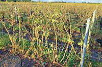 Neighboring vineyards 100% loss.  Copyright Gavin Quinney.  All rights reserved.