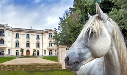 Domaine de Biar & Camargue Horse