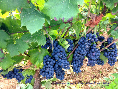 Grapes of Clos de Beze.  Photo copyrighted by Sue Boxell.  All rights reserved.