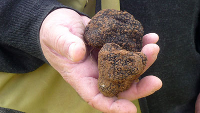Luscious truffles.  Photo copyrighted by Sue Boxell. All rights reserved.
