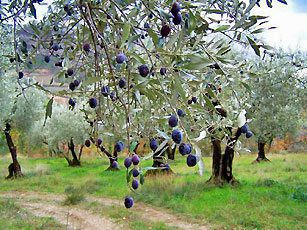 Olive trees at Buis-les-Baronnies.  Photo courtesy of Pays des Baronnies web site http://www.buislesbaronnies.com