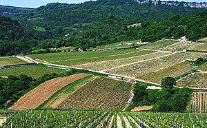 Cotes de Beaune vineyards, Burgundy, Photo Sue Boxell.  All Rights Reserved.