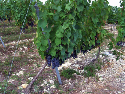 Malbec vineyard near Cahors.  Copyright Cold Spring Press.  All rights reserved.