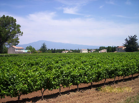 Vineyards, farmhouse and Mt Ventoux