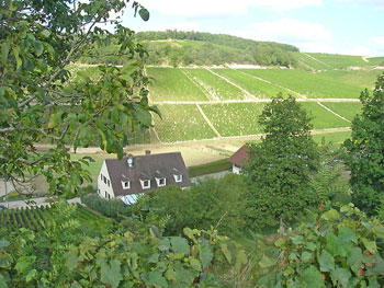 Chablis vineyards.  Copyright Cold Spring Press.  All rights reserved.