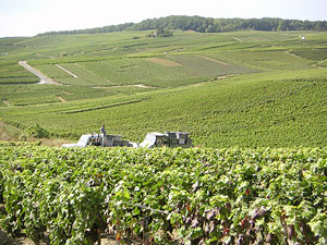 Champagne vineyards as far as the eye can see