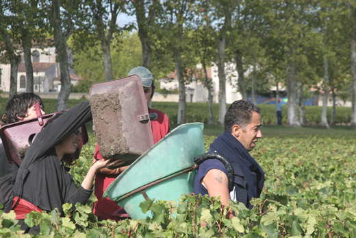 Picking grapes in Bordeaux
