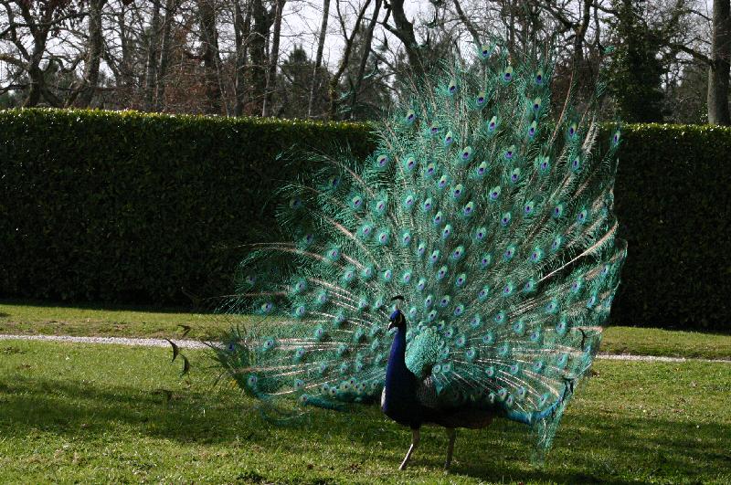 Peacock at Chteau du Foulon