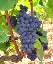 Pinot grapes.  Photo copyrighted by David and Lynne Hammond.  All rights reserved.