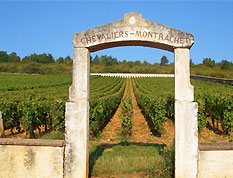 Burgundy vineyard.  Photo copyright David and Lynne Hammond.  All rights reserved.