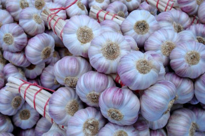 Rose Garlic of Lautrec.