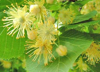 Linden tree blossoms.  Photo courtesy of glasspetalsmoke.blogspot.com.