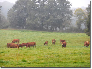Limousin Organic cattle herd.  Château du Fraisse.  Copyright Cold Spring Press.  All rights reserved.
