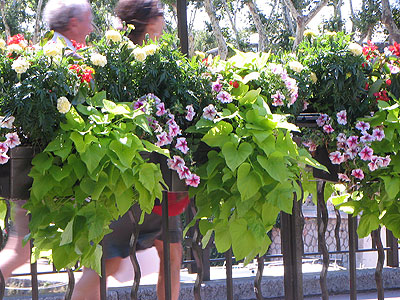 Narbonne - Flowers on the bridge -  Copyright 2010 Marlane O'Neill.  All Rights Reserved.