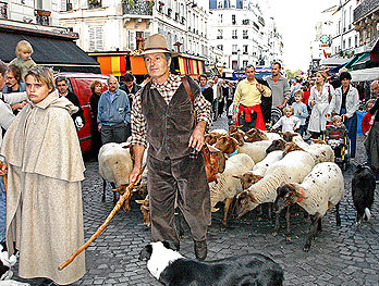 Sheep at the Montmartre vendange festivities