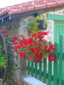 Flowers on Fence, Montrol-Sénard.  Copyright Cold Spring Press  All rights reserved.