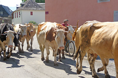 Herd in Buziet.  Copyright Elizabeth Claverie.  All rights reserved.