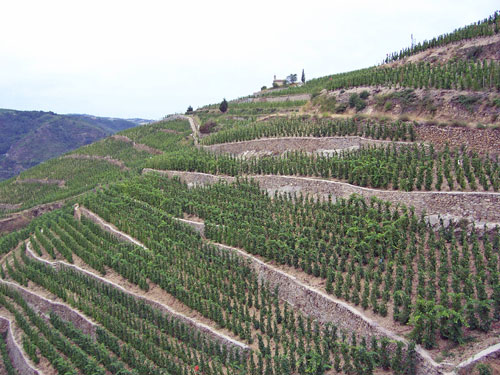 Vineyard of Chapoutier
