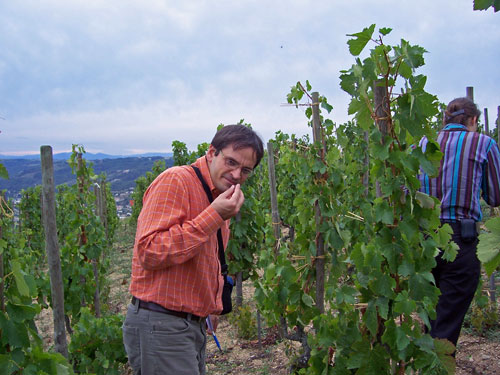 The author in the vineyards