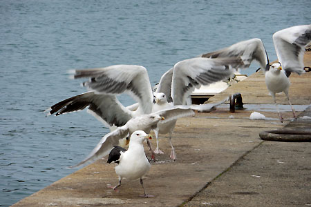 Visiting Gulls.   Coyright Cold Spring Press.  All rights reserved.