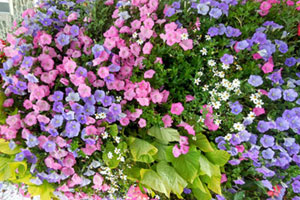 Pléneuf Flowers on Lamppost.  Copyright Cold Spring Press.  All rights reserved.