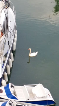 Peaceful scene on the canal.  Copyright Sue Porter.  All rights reserved.