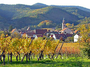 Riquewihr Vineyards