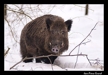 Young Adult Male Sanglier in Winter - Photo by Jean-Pierre Evrard