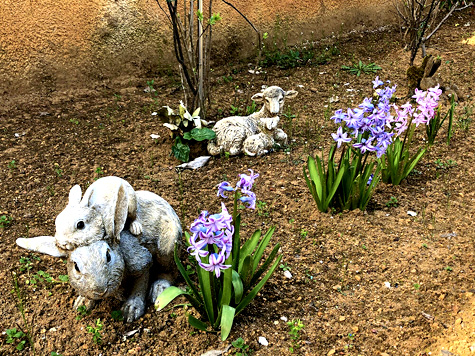 Sylvaine's Mom's hyacinths in bloom.  Copyright S. Lang.  All rights reserved.