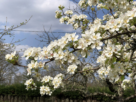 Sylvaine's pear tree in bloom.  Copyright S. Lang.  All rights reserved.