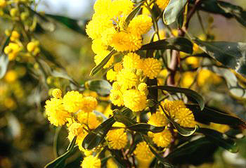 Close-up of Mimosa blossoms -  Anita Rieu-Sicart / Var Village Voice 2008.  All Rights Reserved.