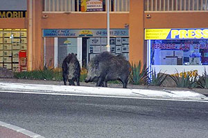 Two sangliers on the street in Ste Maxime