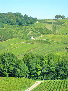 Vineyards of Chteau-Chalon